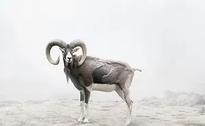 Meditations: My 16 Animal Montages That Express Self-Therapy