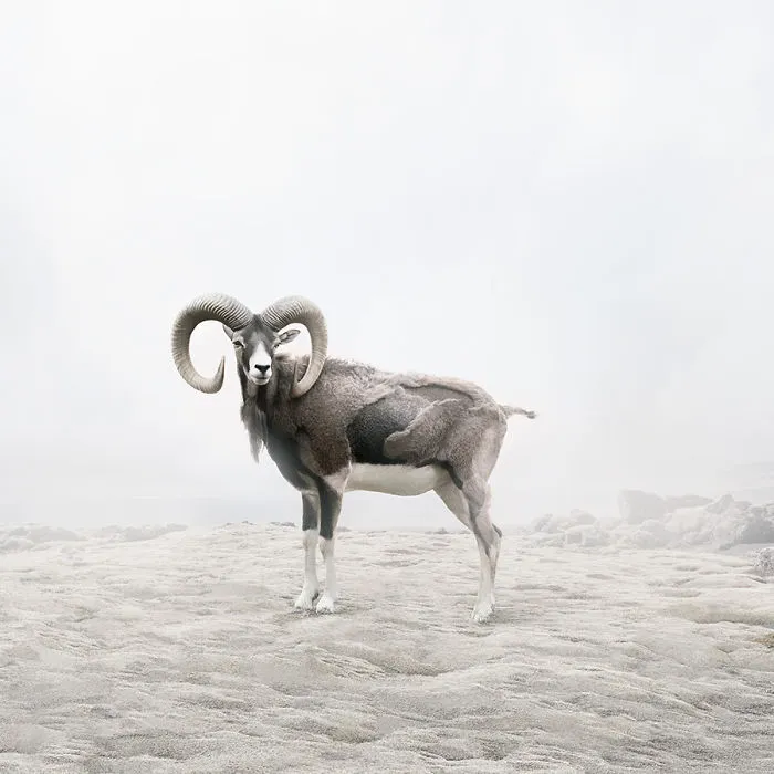Reflectingram