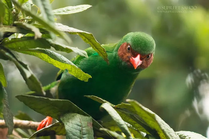 Grass Green Tanager