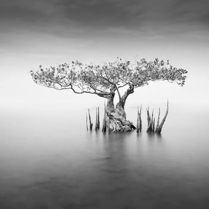 Vision Tree