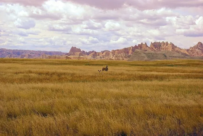 Wild Horse Roaming The Fields