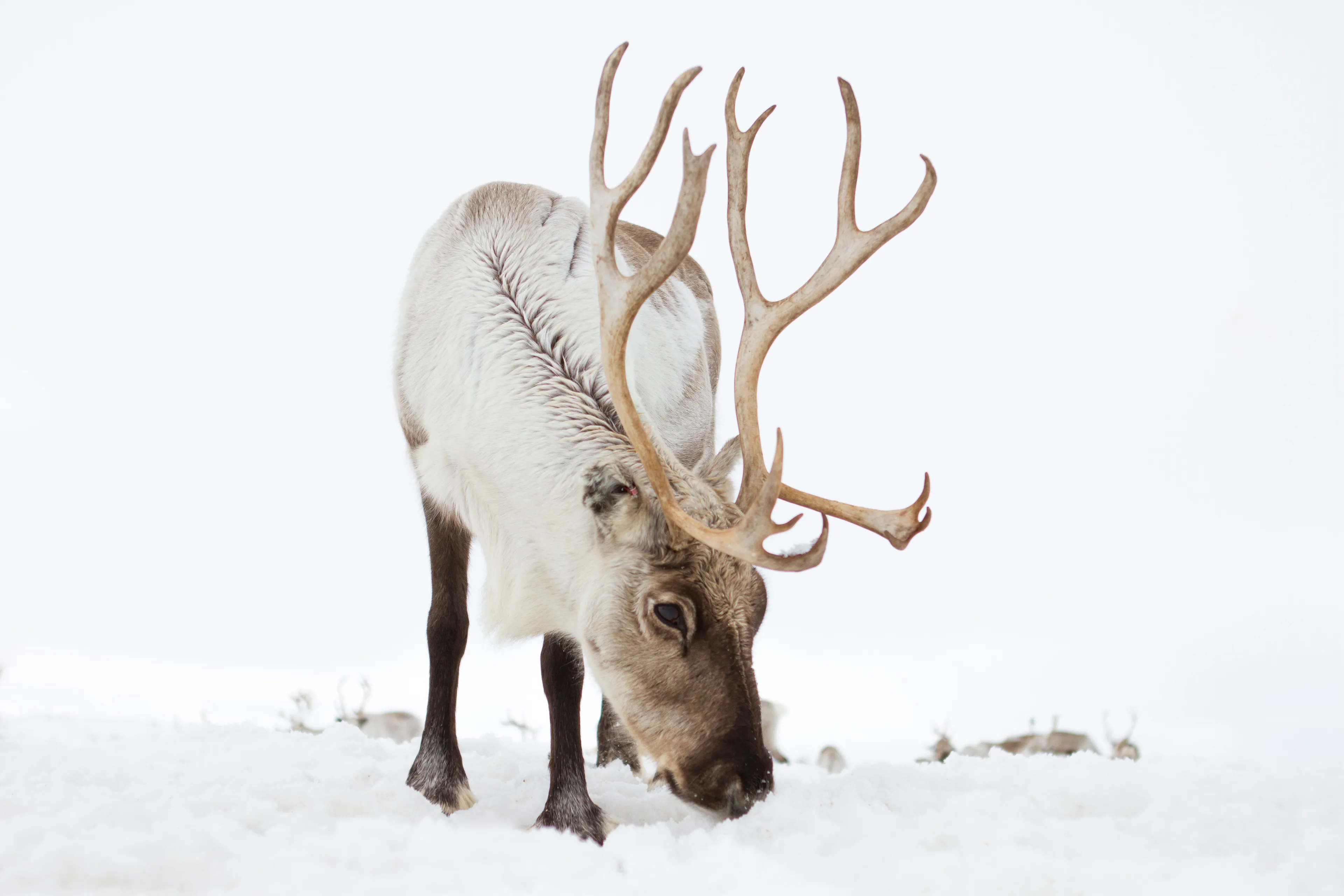 I Met The Reindeer 'Sven' From Frozen