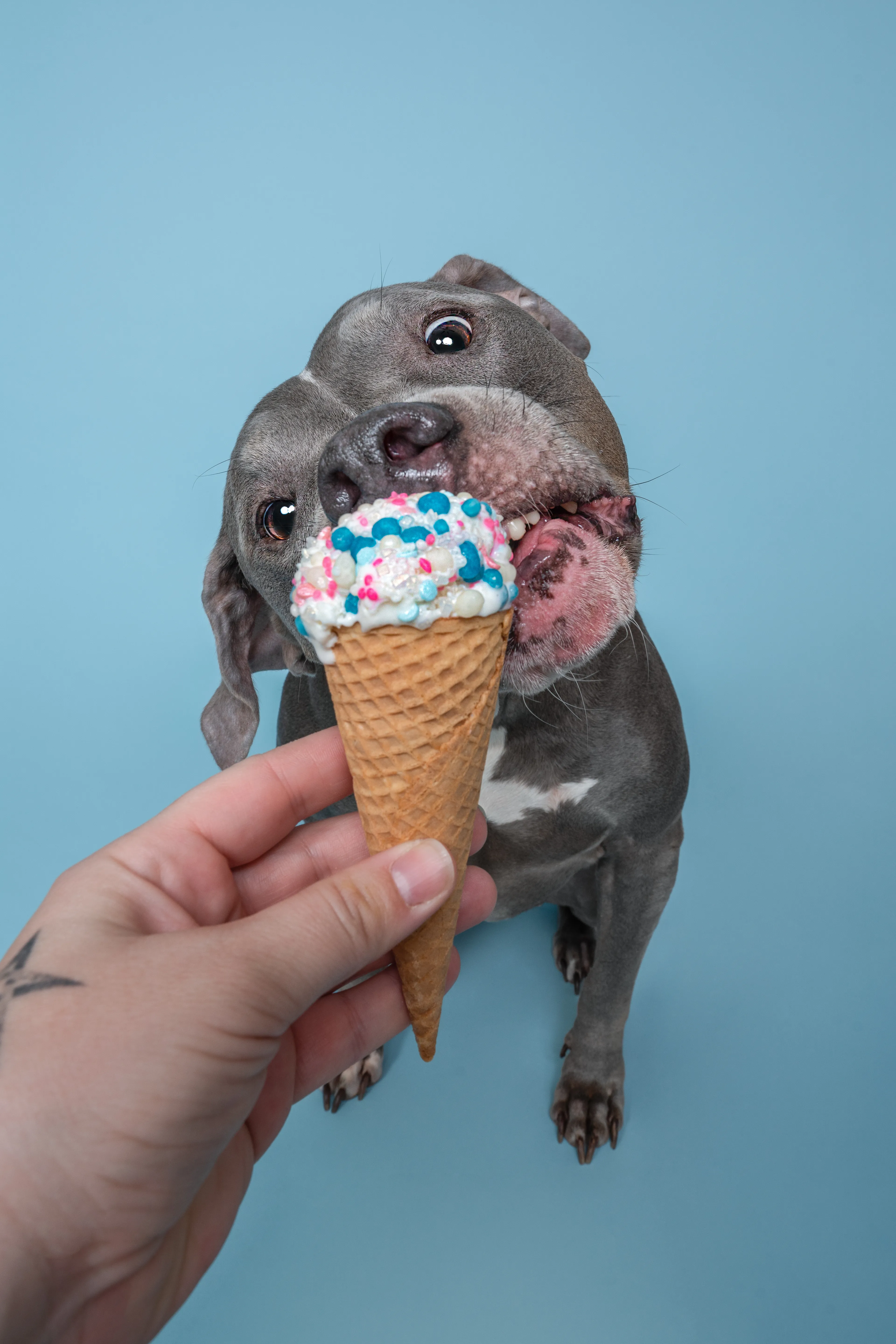 I Scream,  You Scream, The Doggies Scream For Ice Cream!
