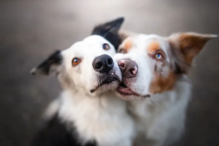 I Capture The Pure Happiness Of Dogs All Over The World In My Photographs (30 New Pics)