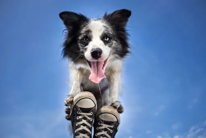 I Capture The Pure Happiness Of Dogs All Over The World In My Photographs (30 New Pics)