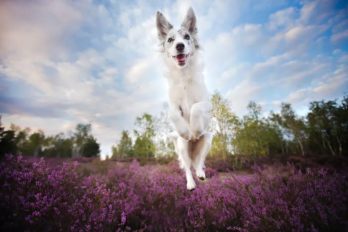 I Capture The Pure Happiness Of Dogs All Over The World In My Photographs (30 New Pics)