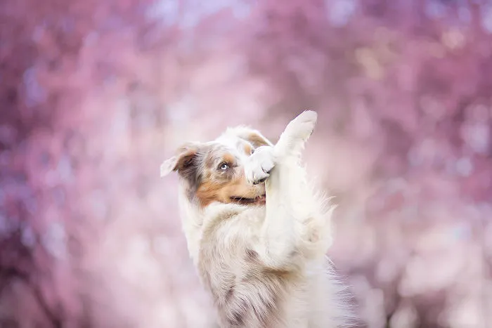 I Capture The Pure Happiness Of Dogs All Over The World In My Photographs (30 New Pics)