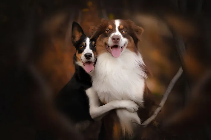 I Capture The Pure Happiness Of Dogs All Over The World In My Photographs (30 New Pics)