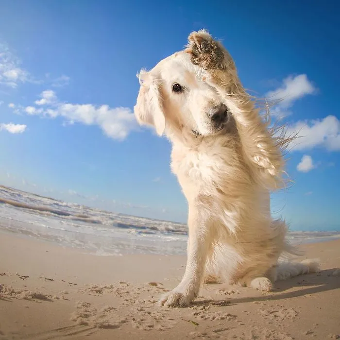 I Capture The Pure Happiness Of Dogs All Over The World In My Photographs (30 New Pics)