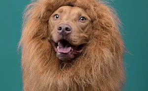I Put A Lion Mane And An Angel Halo On These Dogs And The Results Are Hilarious!