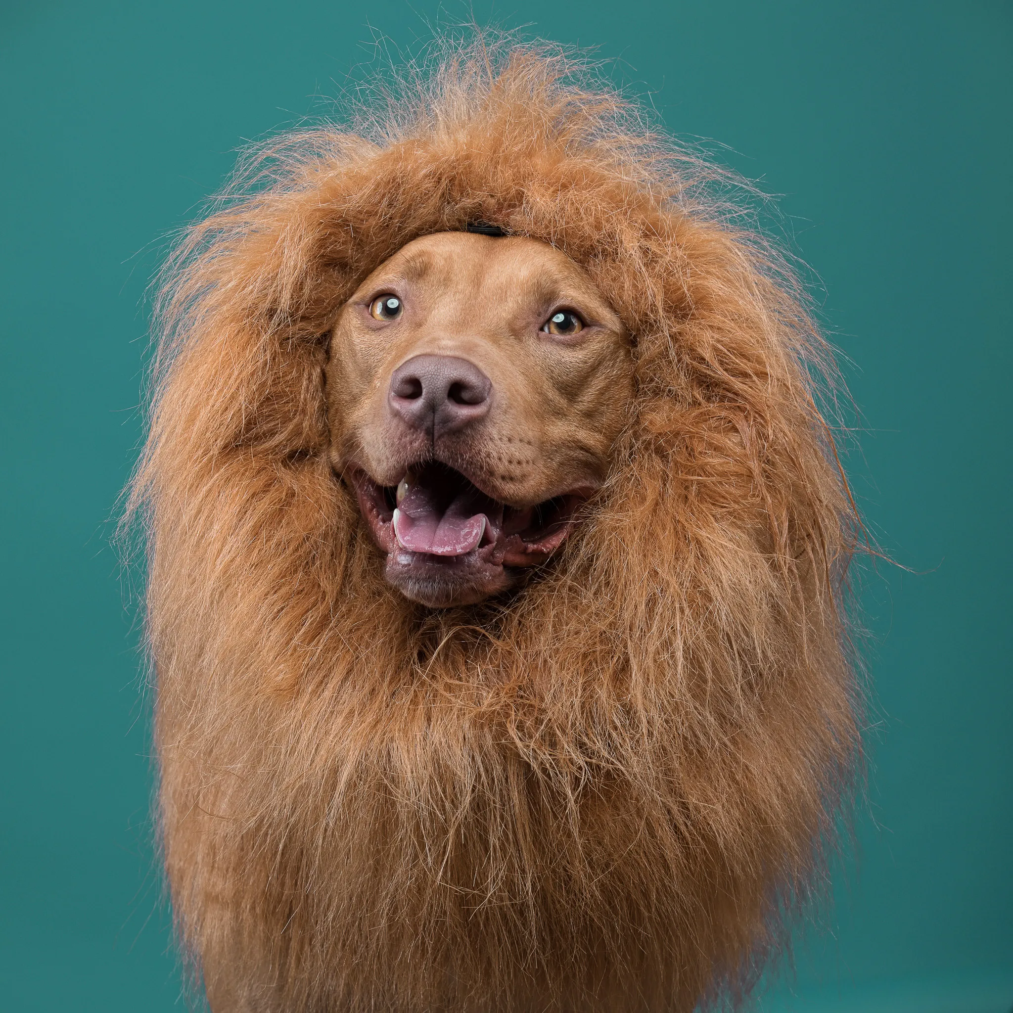 I Put A Lion Mane And An Angel Halo On These Dogs And The Results Are Hilarious!