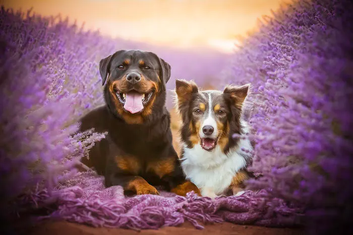 Every January, I Go To Blooming Lavender Fields In Tasmania To Take These Dreamy Photos Of Pets (100 Pics)