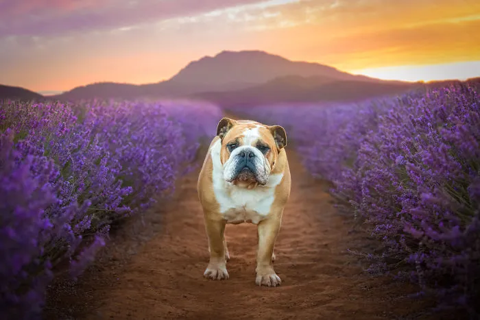Every January, I Go To Blooming Lavender Fields In Tasmania To Take These Dreamy Photos Of Pets (100 Pics)