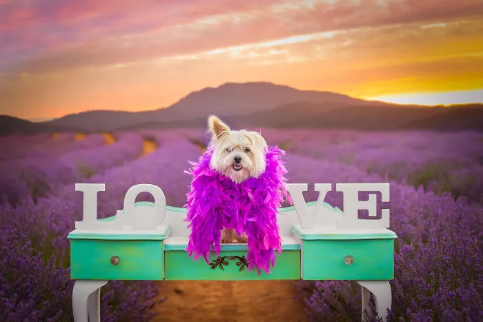 Every January, I Go To Blooming Lavender Fields In Tasmania To Take These Dreamy Photos Of Pets (100 Pics)