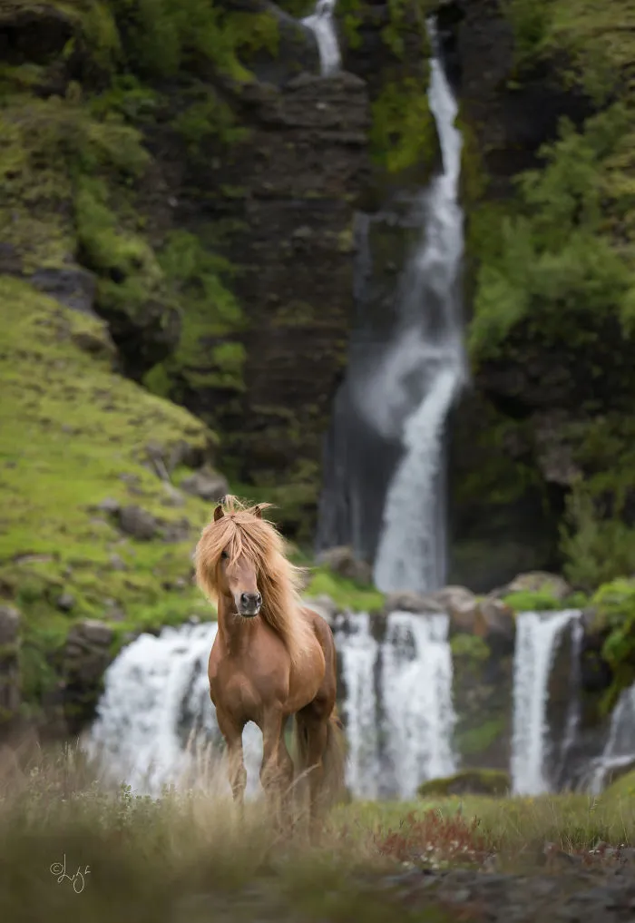 I Photograph Horses In Breathtaking Icelandic Landscapes (30 Pics)