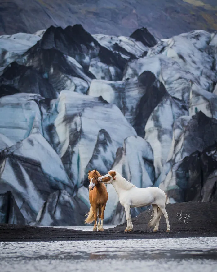 I Photograph Horses In Breathtaking Icelandic Landscapes (30 Pics)