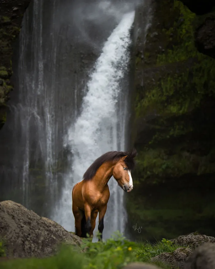 I Photograph Horses In Breathtaking Icelandic Landscapes (30 Pics)