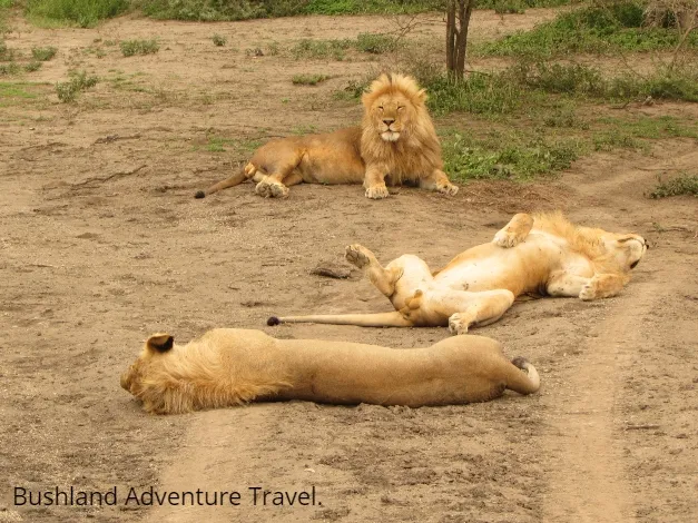 Tanzania Wildlife
