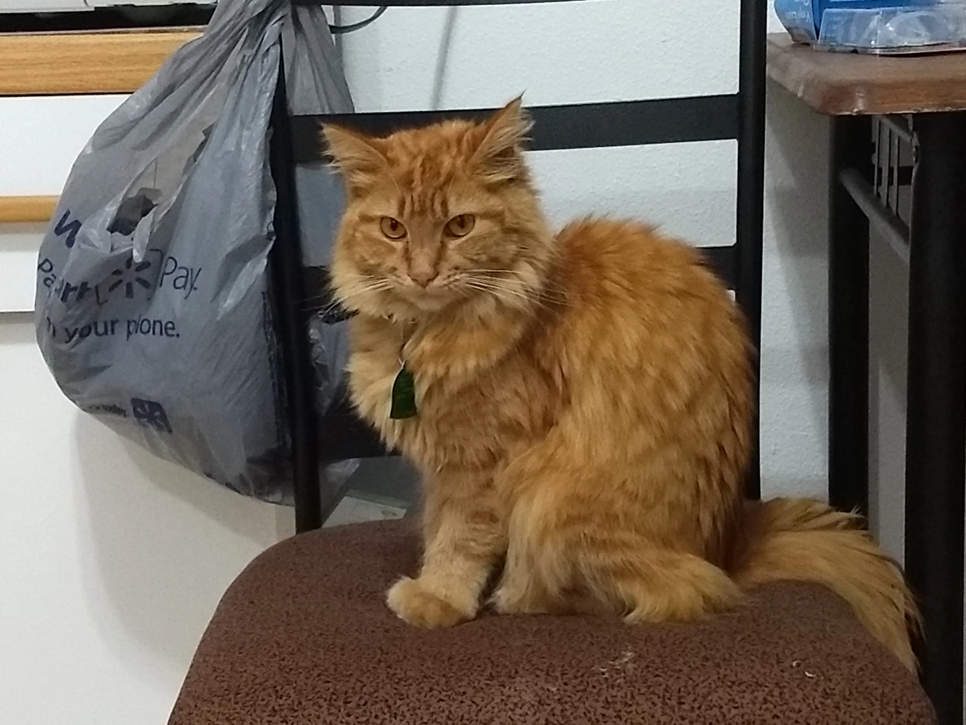 It's Hard To Admit Hooman Mom Was Right...