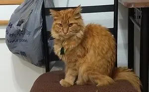 It's Hard To Admit Hooman Mom Was Right...