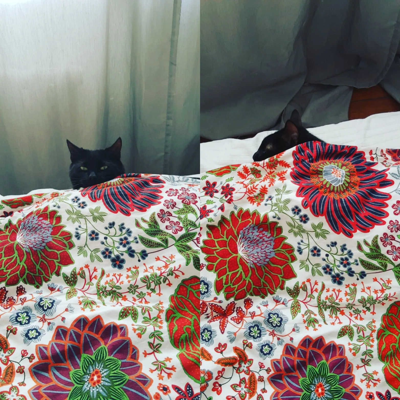 Cat Enjoys Spending Quality Time With His Dad During Quarantine