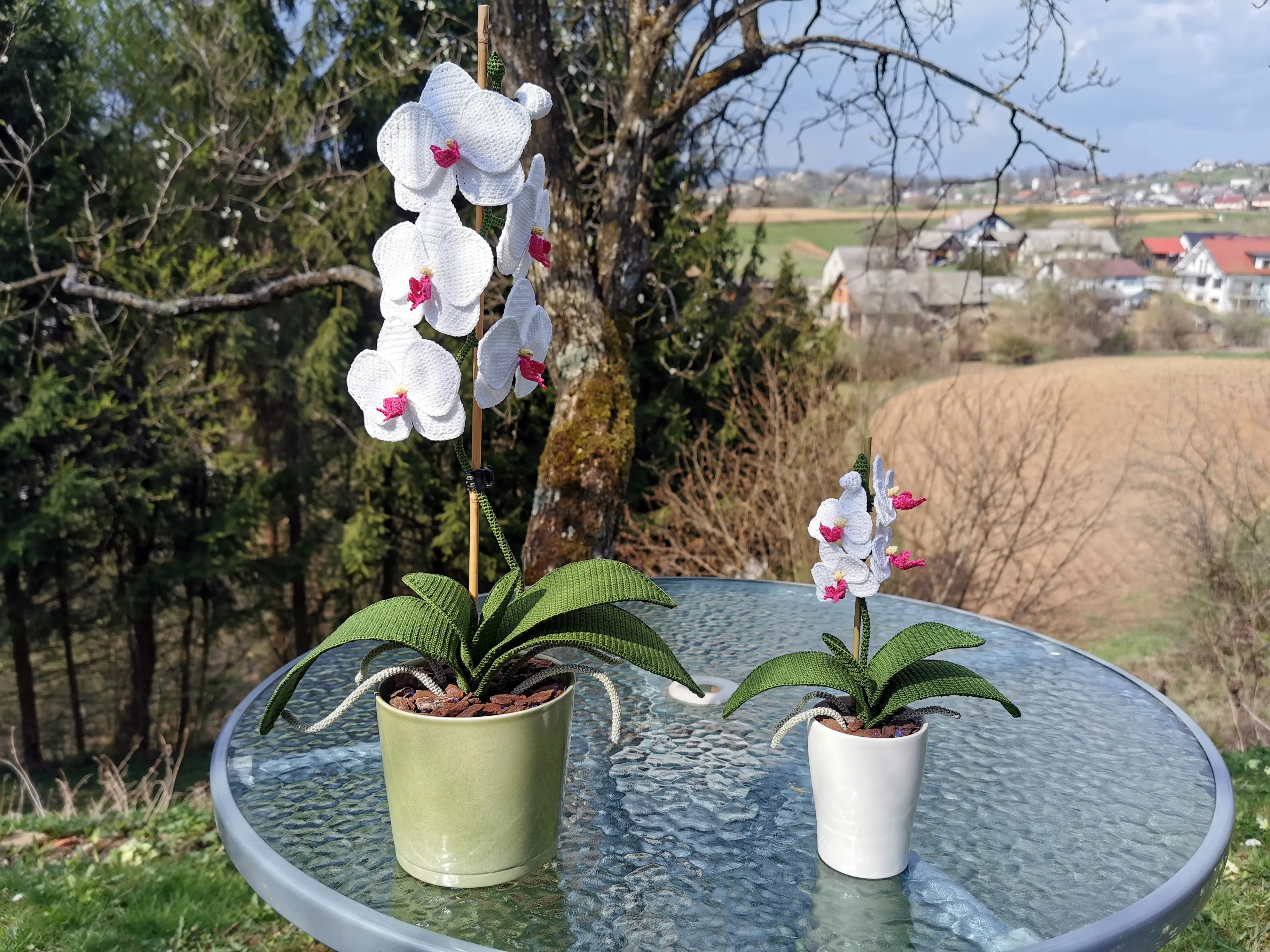 An Orchid You Can't Kill :).