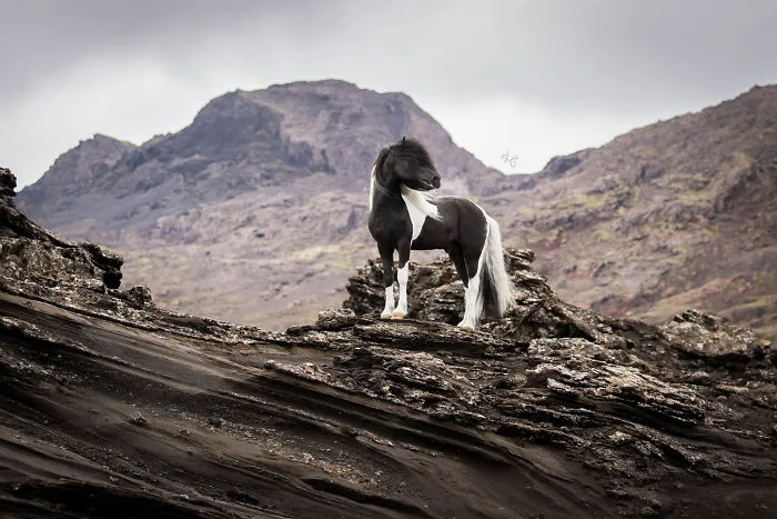 I Photograph Horses In Breathtaking Icelandic Landscapes (30 Pics)