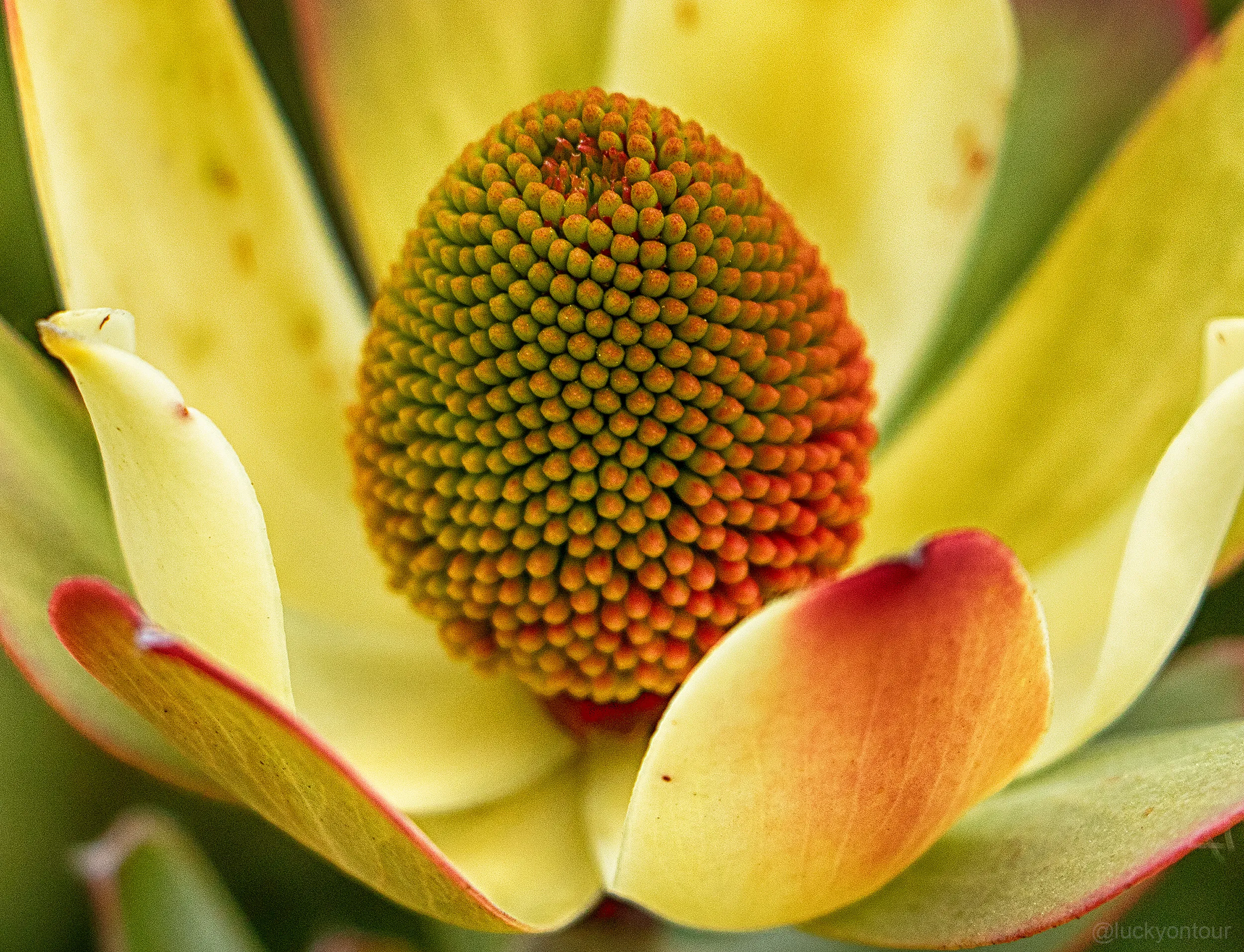 34 Pictures Showing The Beauty Of Spring Bloom In My Local City Garden