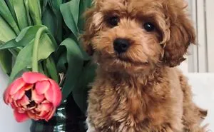 Poodle Groot Shares His One Year Journey In This Galaxy And 10 Tips What To Do In Quarantine
