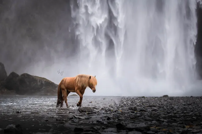 I Photograph Horses In Breathtaking Icelandic Landscapes (30 Pics)