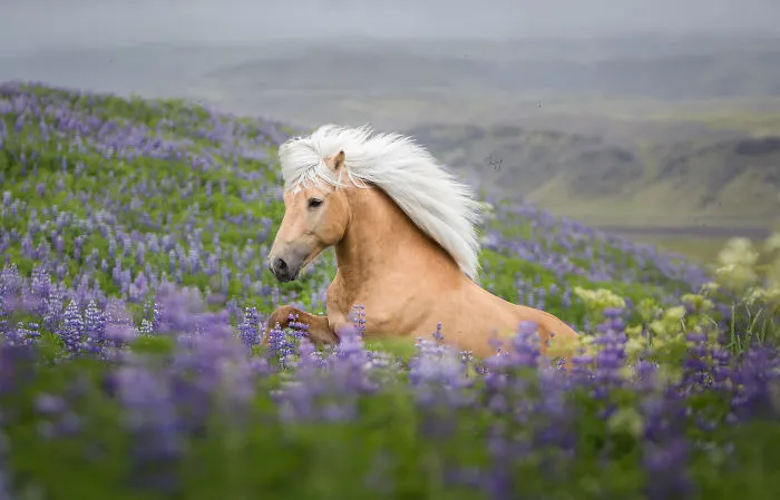 I Photograph Horses In Breathtaking Icelandic Landscapes (30 Pics)