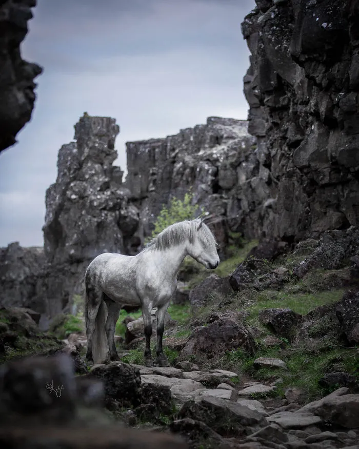 I Photograph Horses In Breathtaking Icelandic Landscapes (30 Pics)