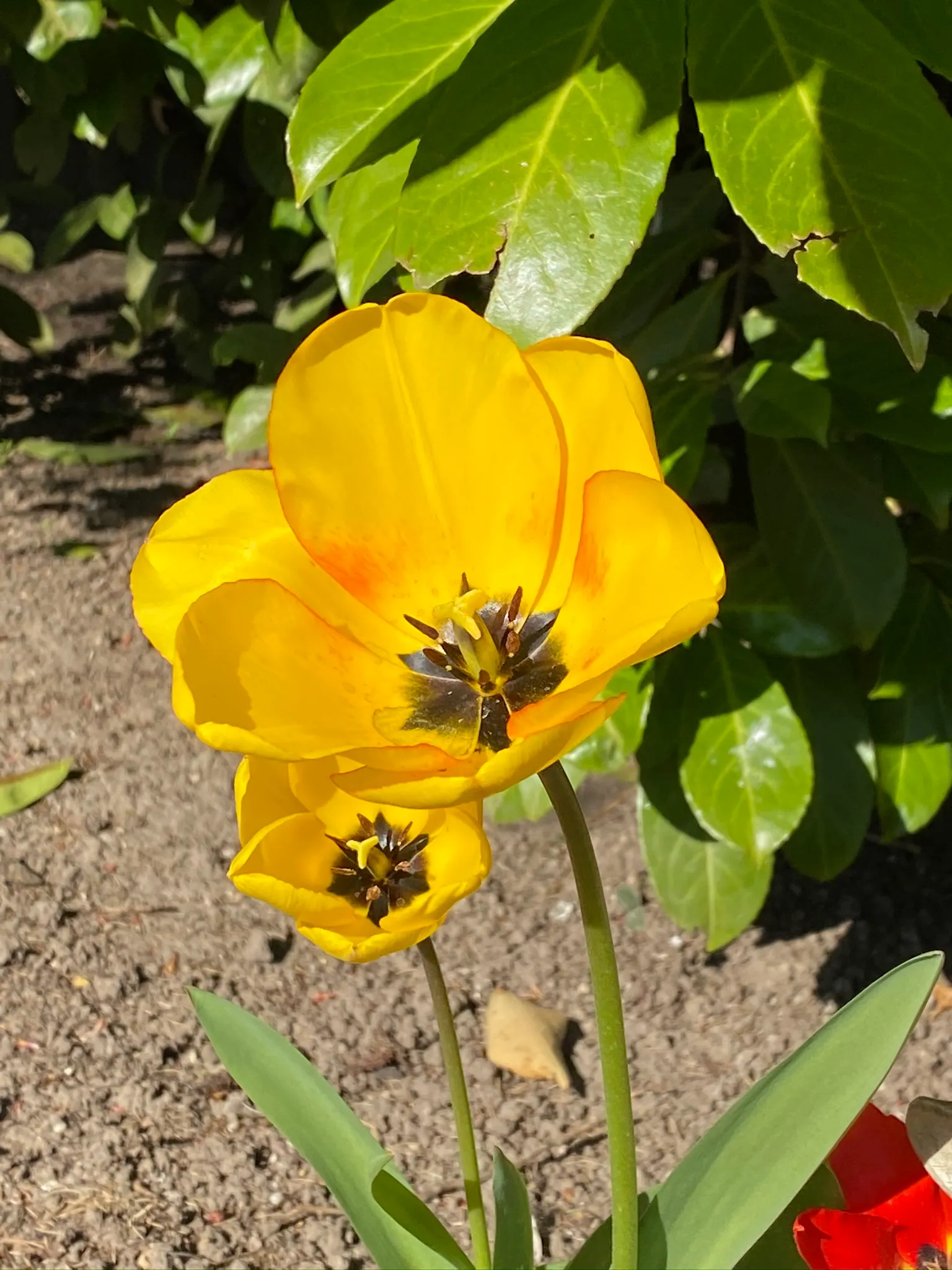 I Made These Pictures Of Flowers In My Parents Garden.