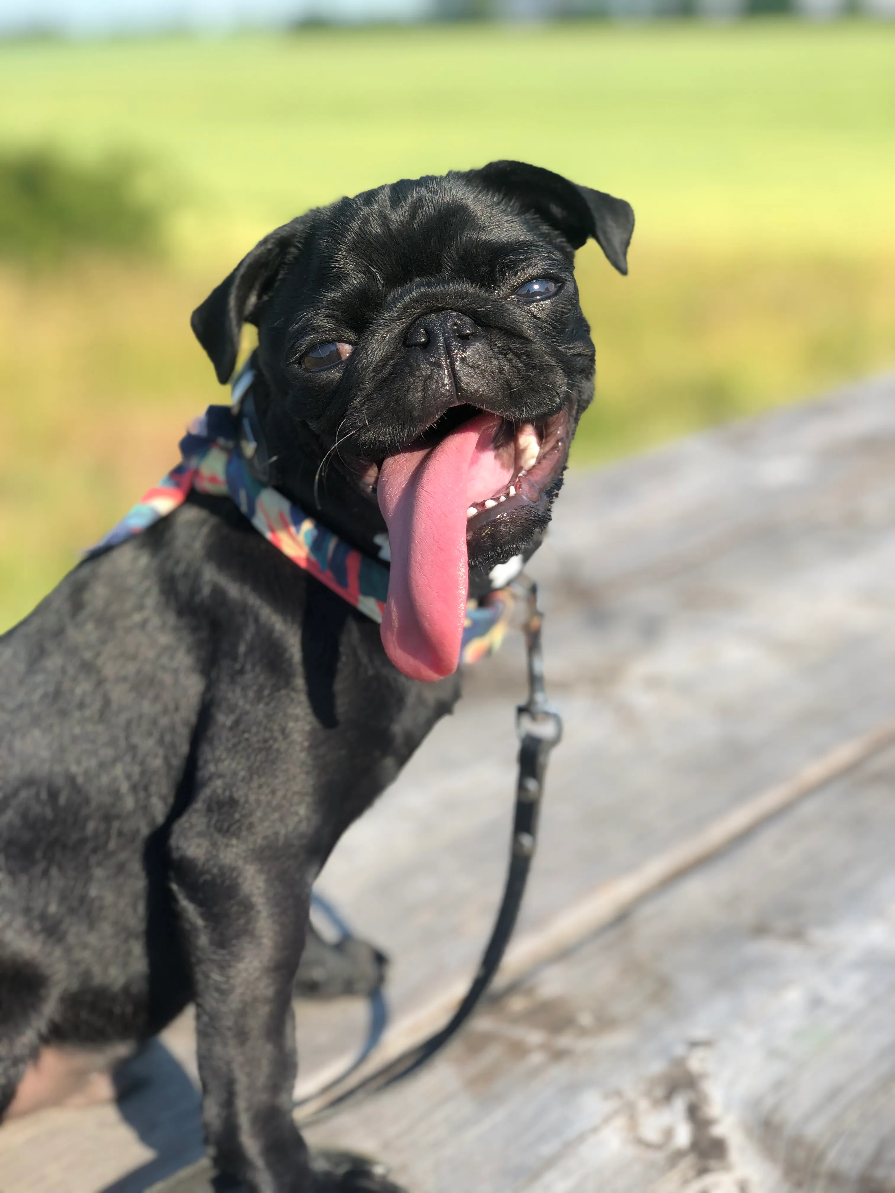 This Pug "Gimli" Has The Longest Tongue And It Doesnt Even Fit In His Mouth.