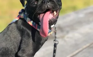 This Pug "Gimli" Has The Longest Tongue And It Doesnt Even Fit In His Mouth.