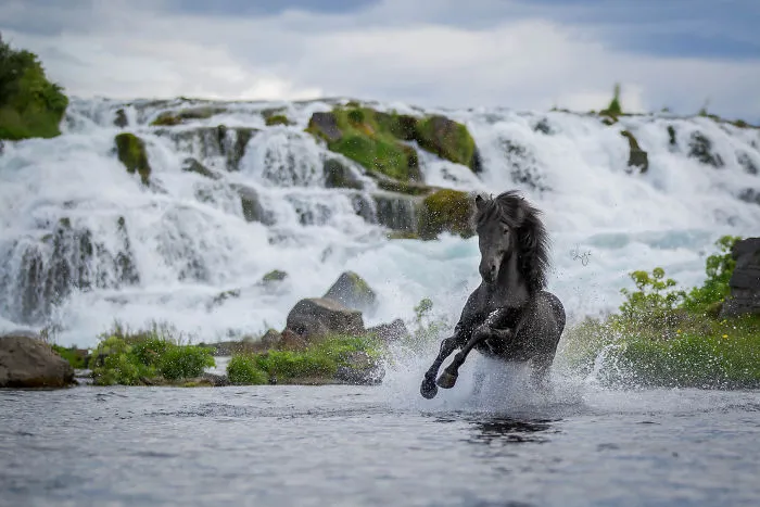 I Photograph Horses In Breathtaking Icelandic Landscapes (30 Pics)