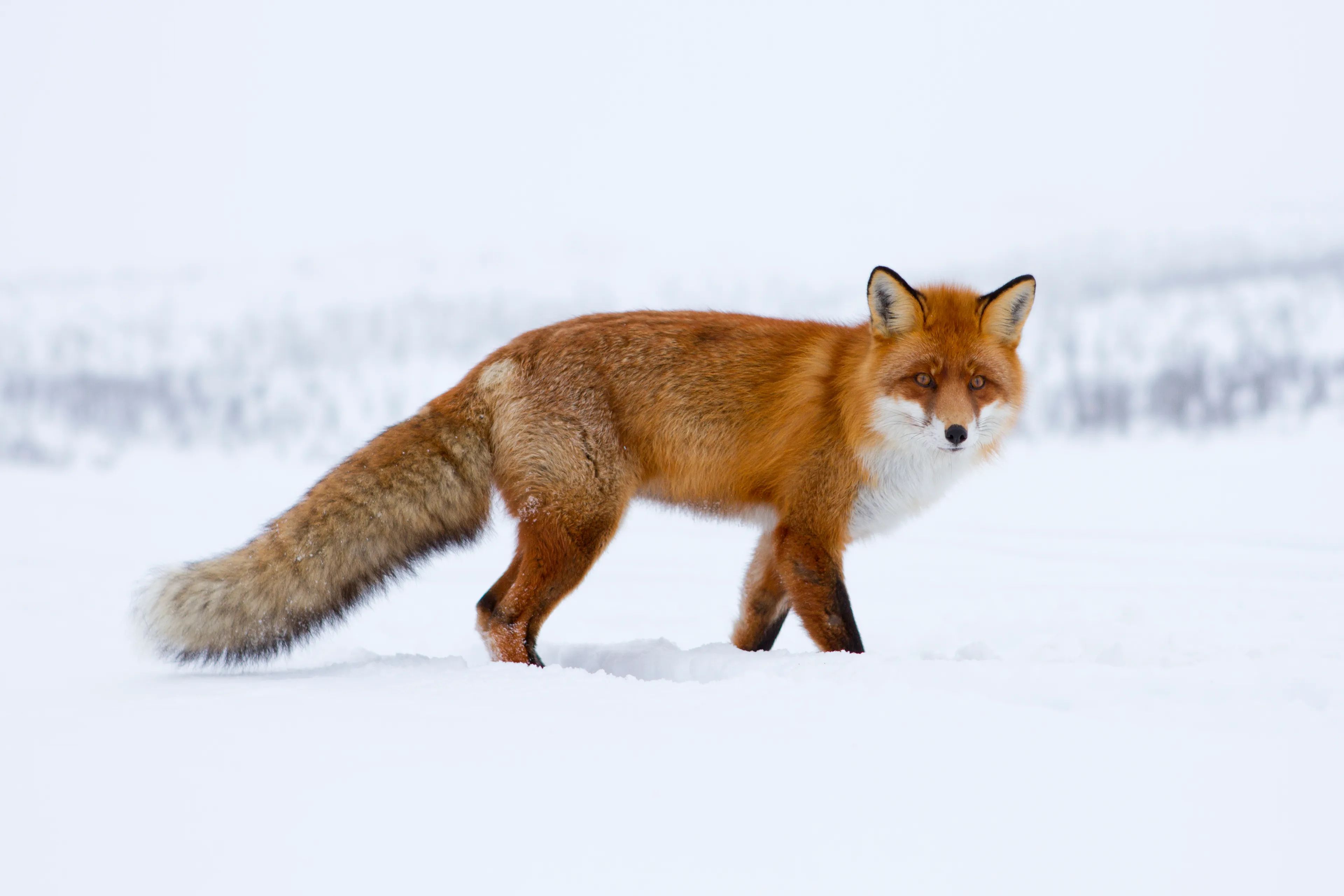 I Photographed A Fox Closeup In The Wild