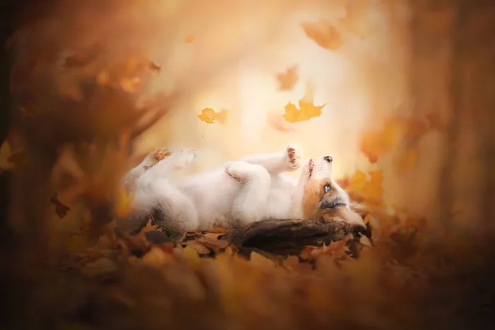 I Capture The Pure Happiness Of Dogs All Over The World In My Photographs (30 New Pics)