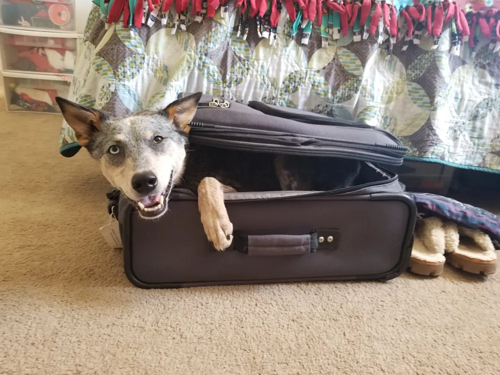 I Teach My Partially Deaf Cattle Dog Different Tricks To Keep Him Out Of Trouble