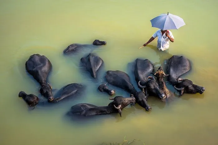 Life Of Buffalo Herder