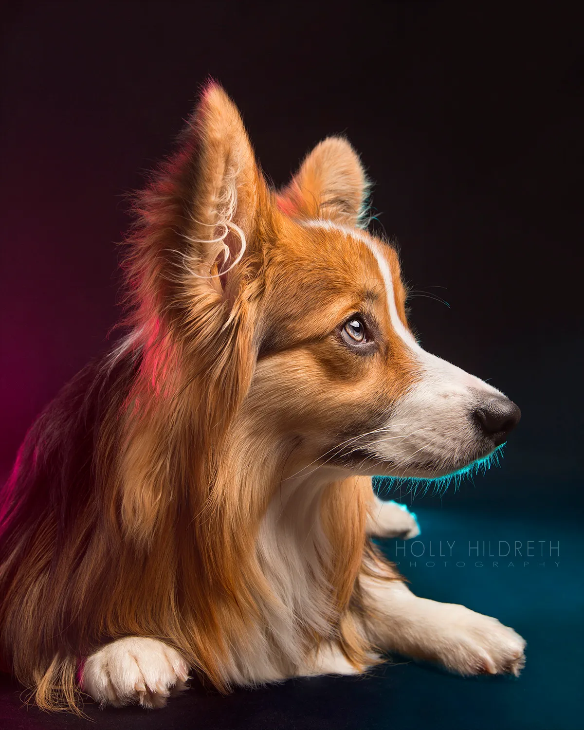 Meet Rigby Rumplebottom, The Fabio Of Corgis