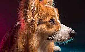 Meet Rigby Rumplebottom, The Fabio Of Corgis