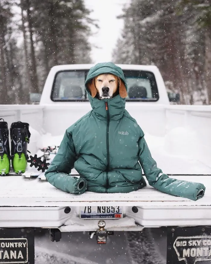 Rescue Dog Maddy, Known For Balancing On Things, Travels Across The US With Her Owner (30 New Pics)