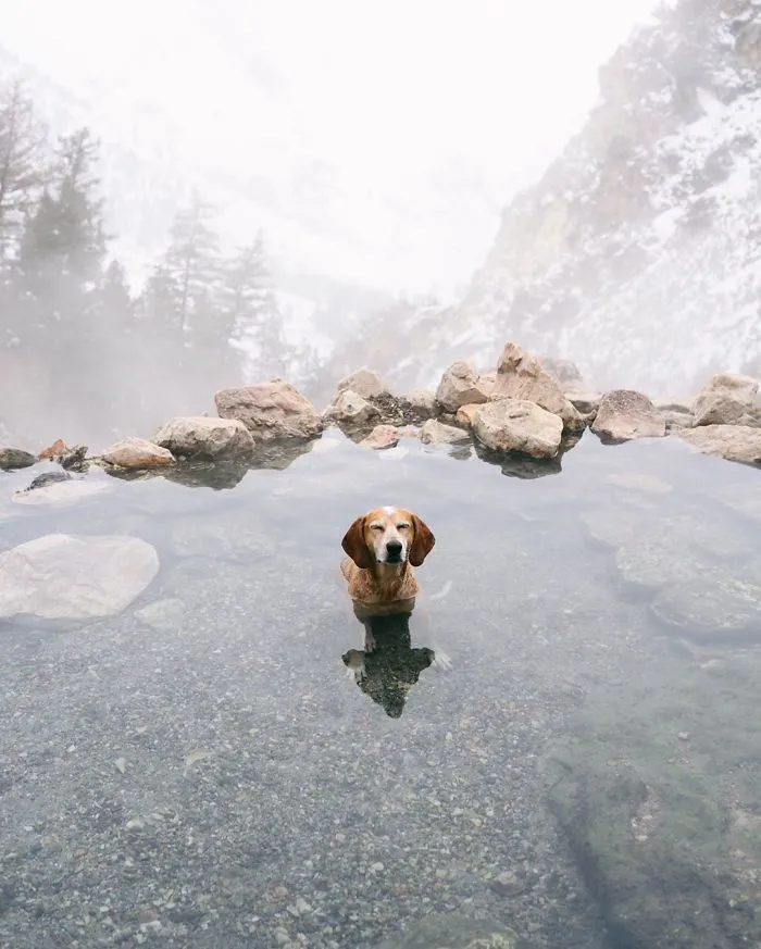 Rescue Dog Maddy, Known For Balancing On Things, Travels Across The US With Her Owner (30 New Pics)