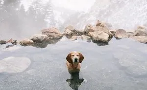 Rescue Dog Maddy, Known For Balancing On Things, Travels Across The US With Her Owner (30 New Pics)