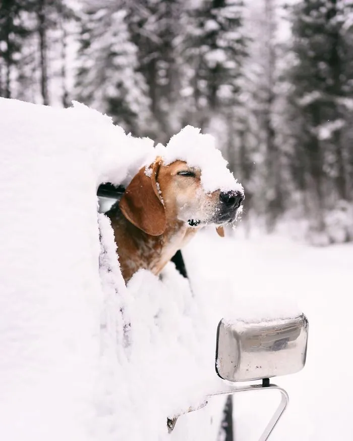 Rescue Dog Maddy, Known For Balancing On Things, Travels Across The US With Her Owner (30 New Pics)