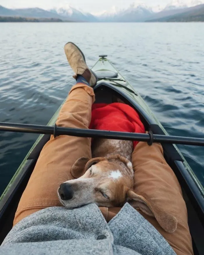 Rescue Dog Maddy, Known For Balancing On Things, Travels Across The US With Her Owner (30 New Pics)