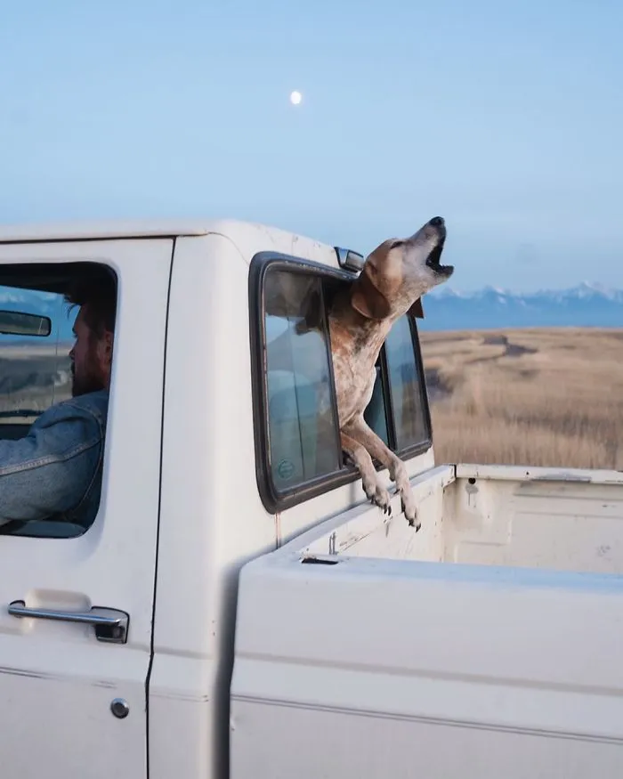 Rescue Dog Maddy, Known For Balancing On Things, Travels Across The US With Her Owner (30 New Pics)