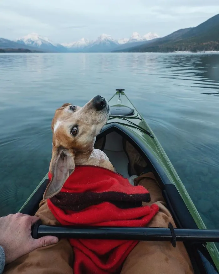 Rescue Dog Maddy, Known For Balancing On Things, Travels Across The US With Her Owner (30 New Pics)