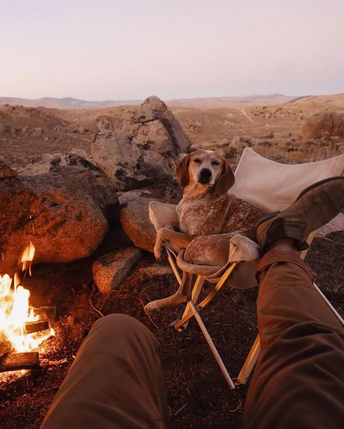 Rescue Dog Maddy, Known For Balancing On Things, Travels Across The US With Her Owner (30 New Pics)